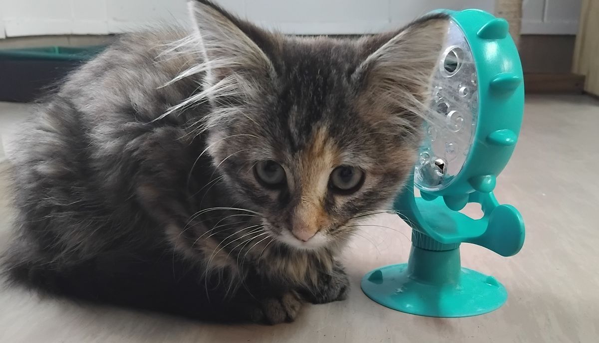 Gallery image: Rosie