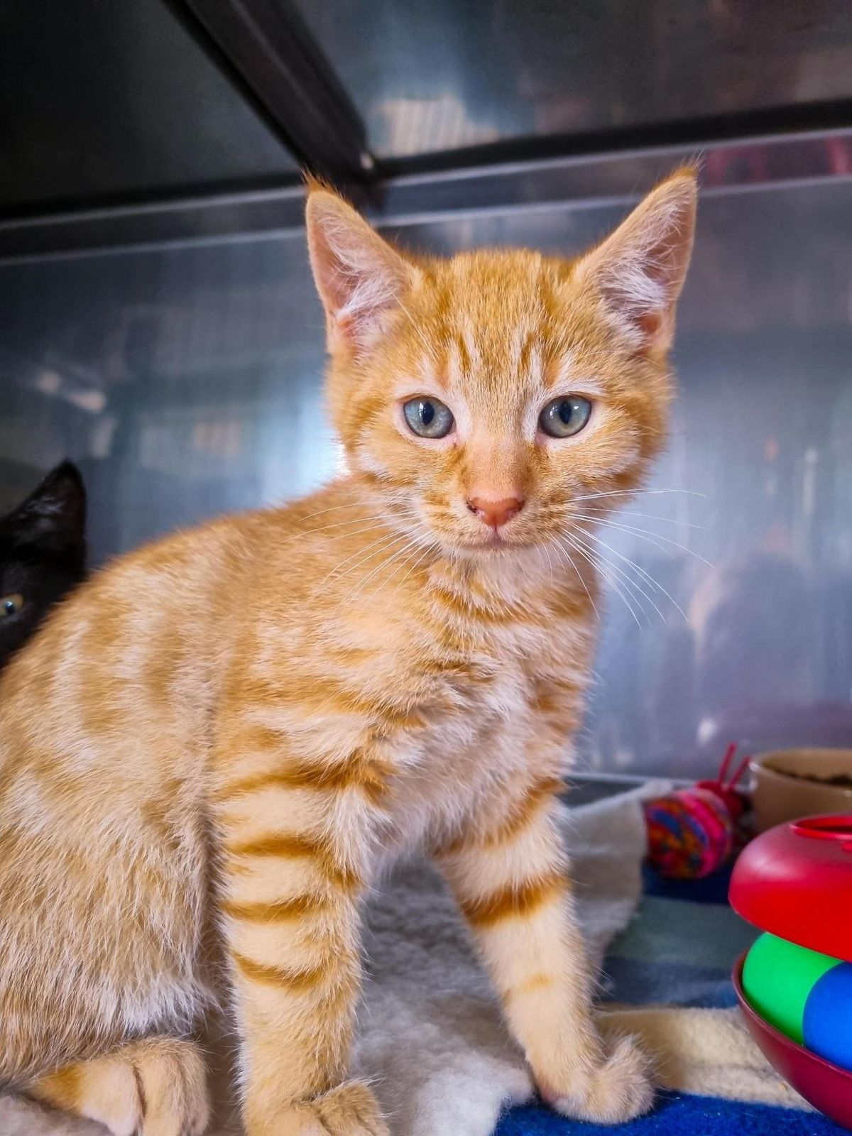 Gallery image: Vaughn