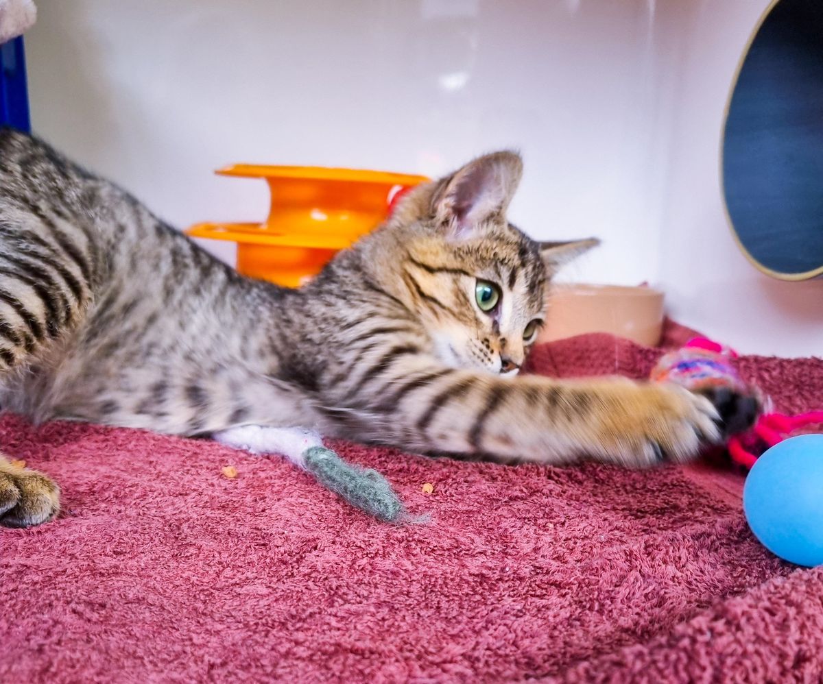 Gallery image: Alphie