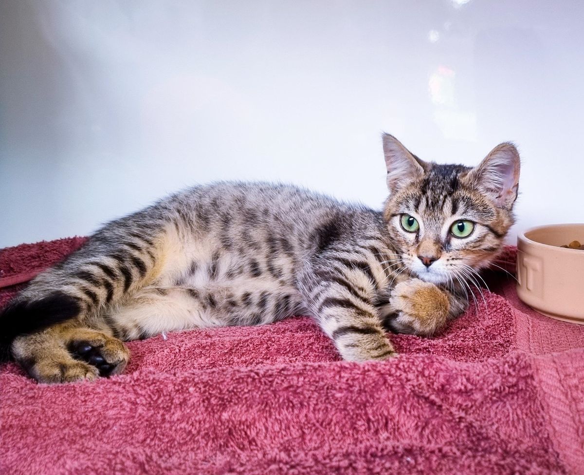 Gallery image: Alphie