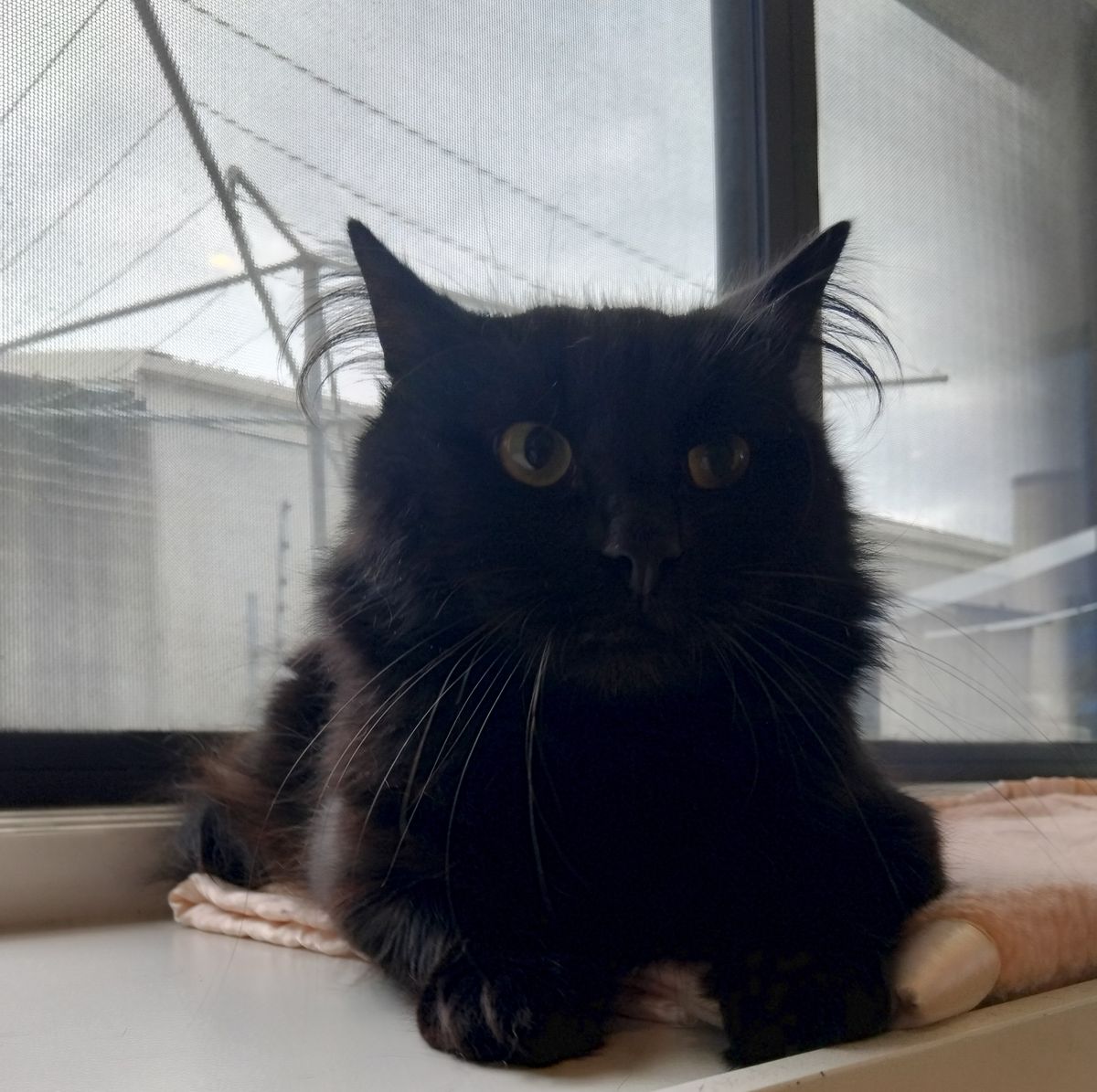 Gallery image: Barker 