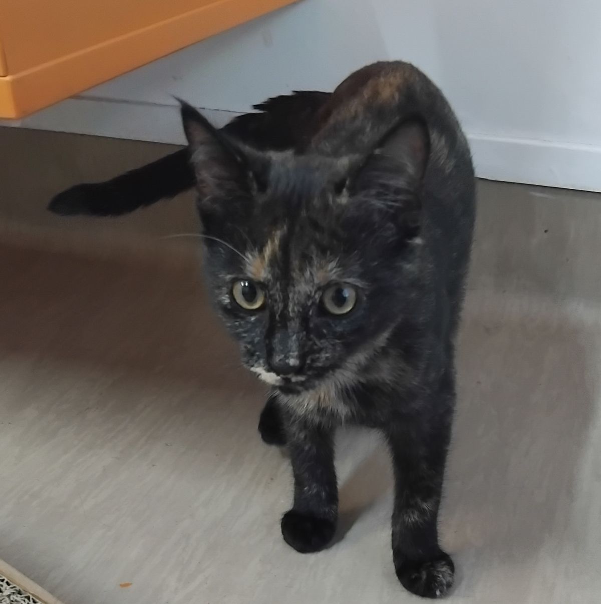 Gallery image: Lady Torts 