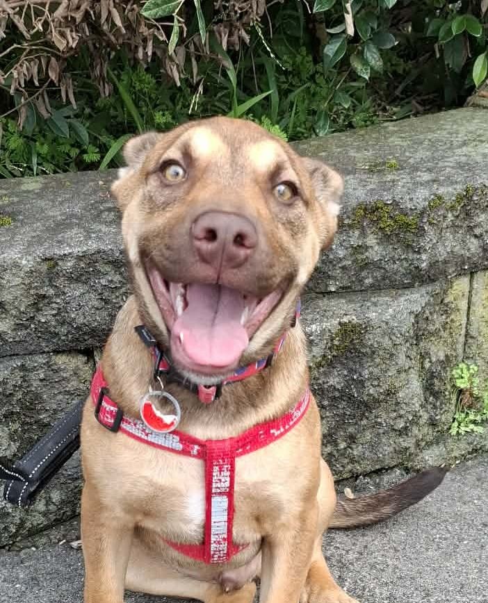 Gallery image: Croga