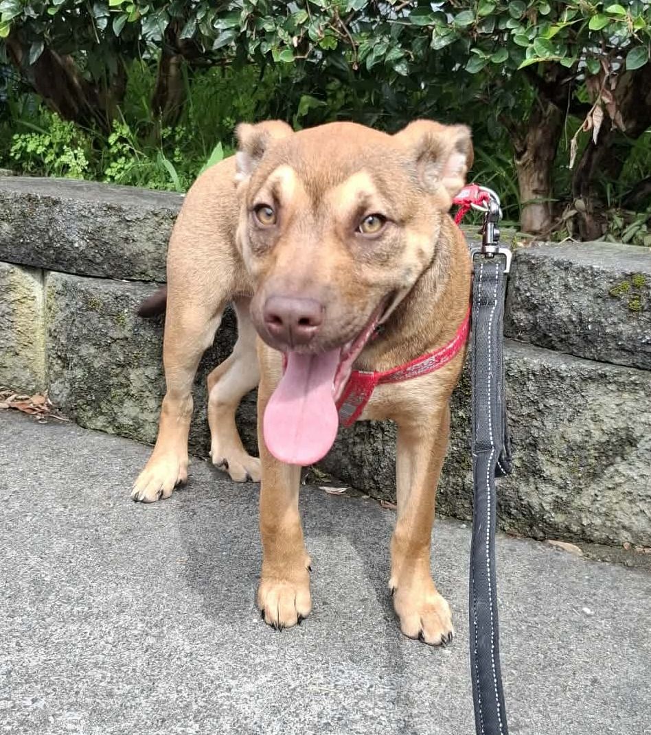 Gallery image: Croga