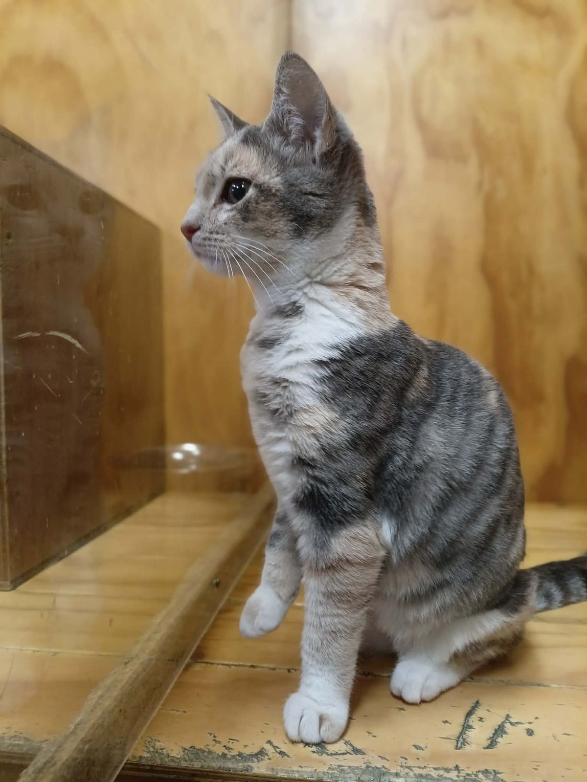 Gallery image: Custard