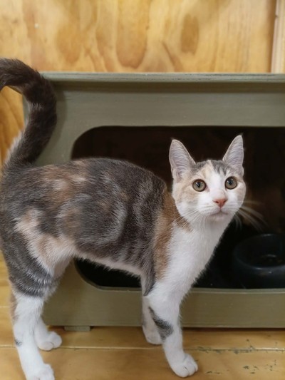 Clover - Domestic Short Hair