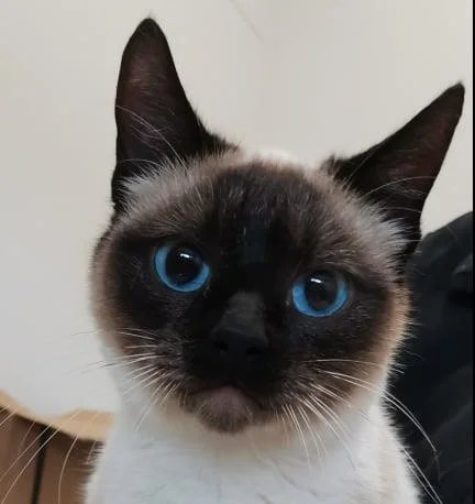 Gallery image: Zephyr