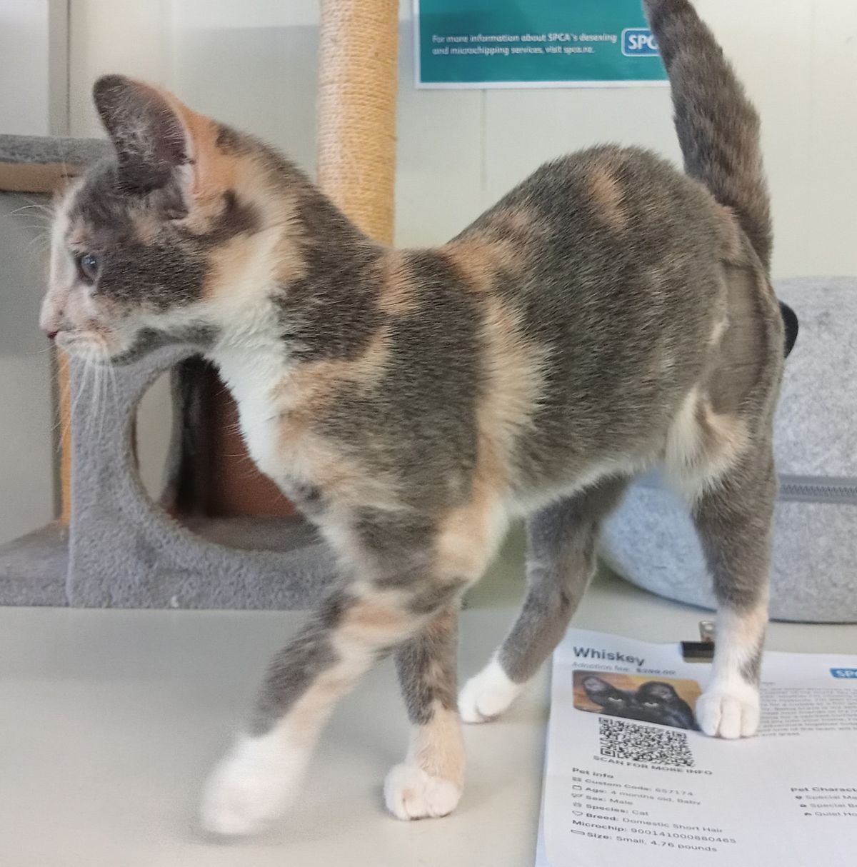 Gallery image: Cherry