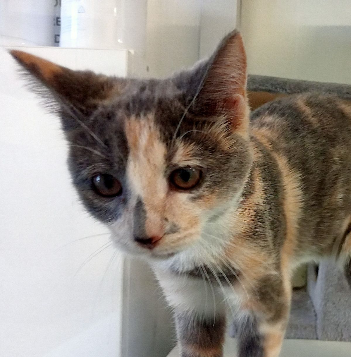 Gallery image: Cherry