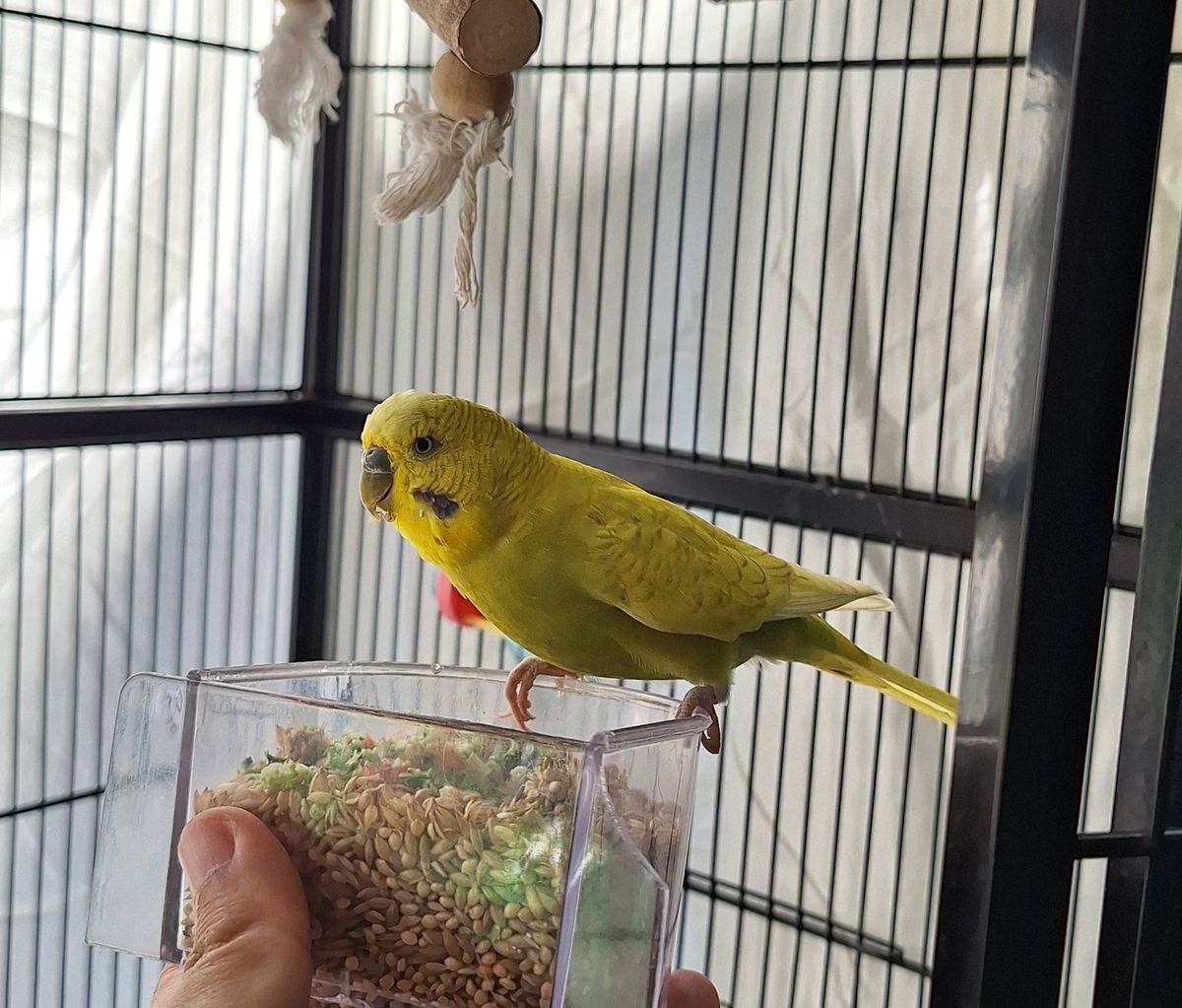 Gallery image: Mr. Pickles