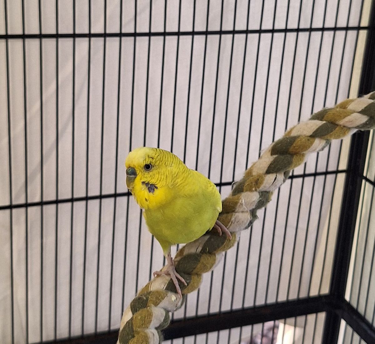 Gallery image: Mr. Pickles