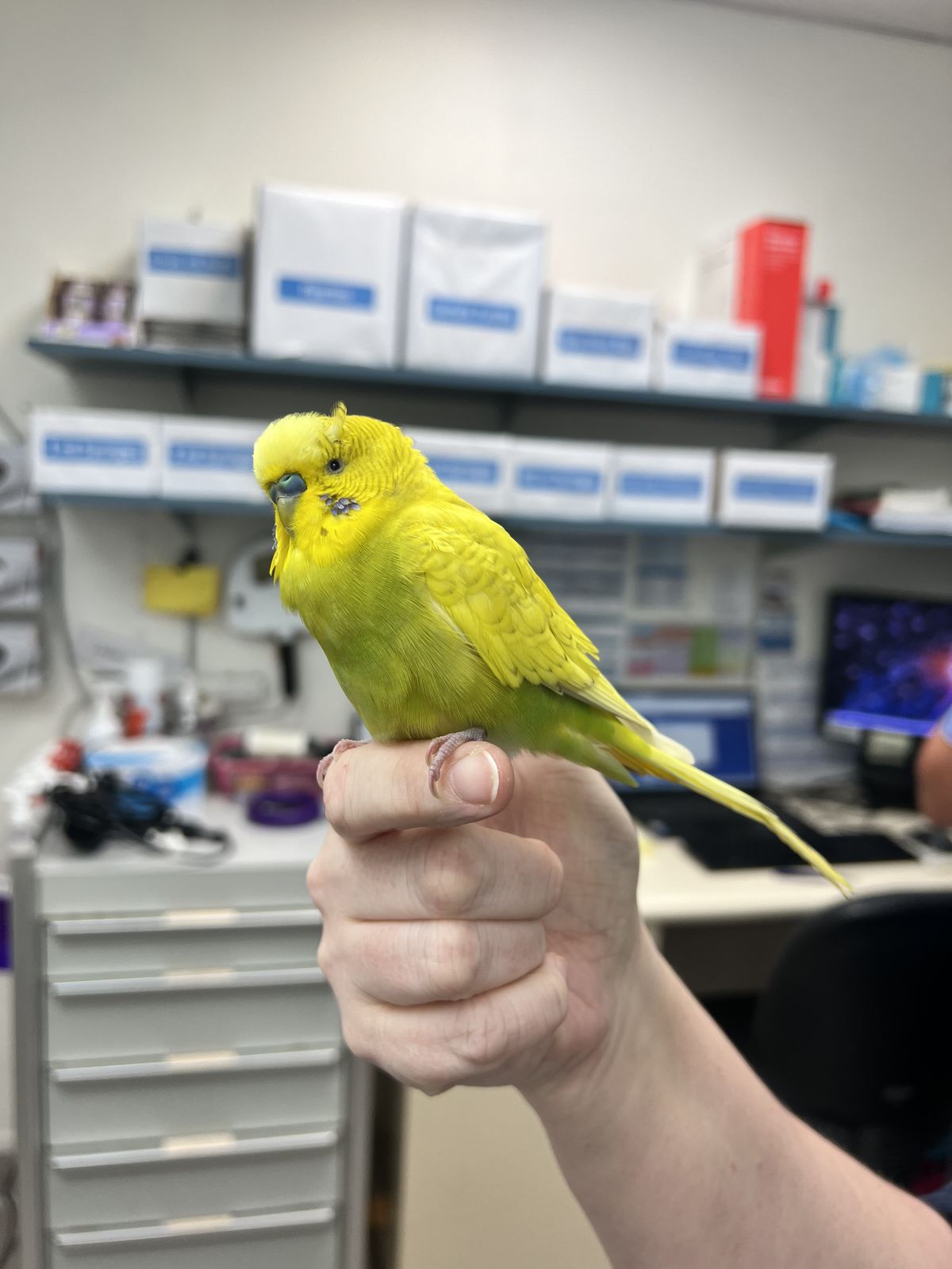 Gallery image: Mr. Pickles