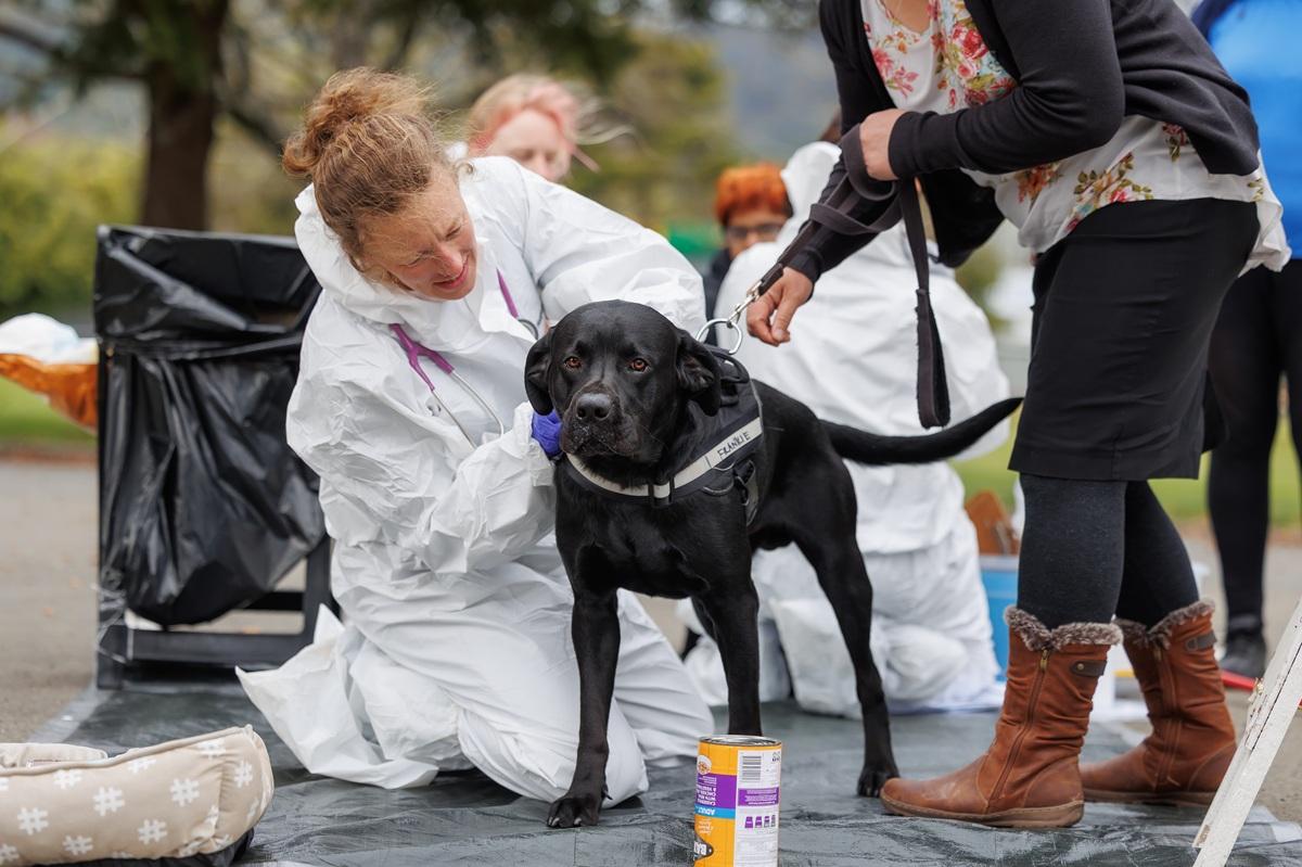 SPCA to hold Canine Health Event to help prevent the spread of parvovirus in Wellington 