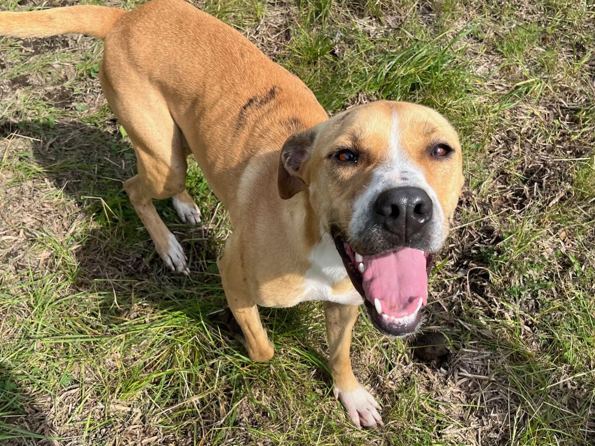 Gallery image: Amera