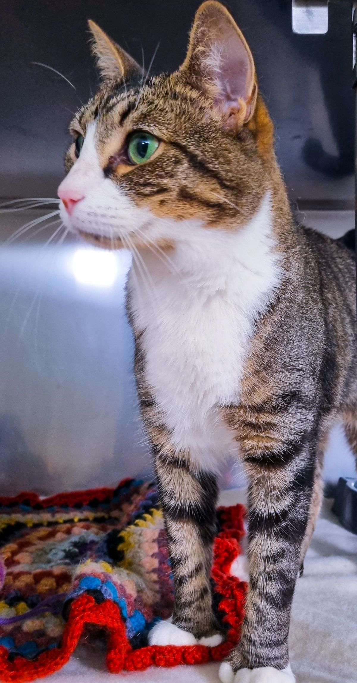 Gallery image: Lenard