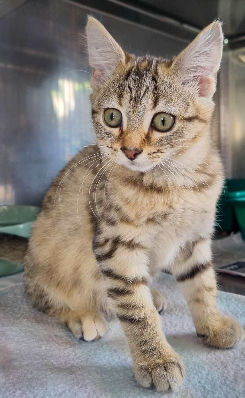 Gallery image: Grace