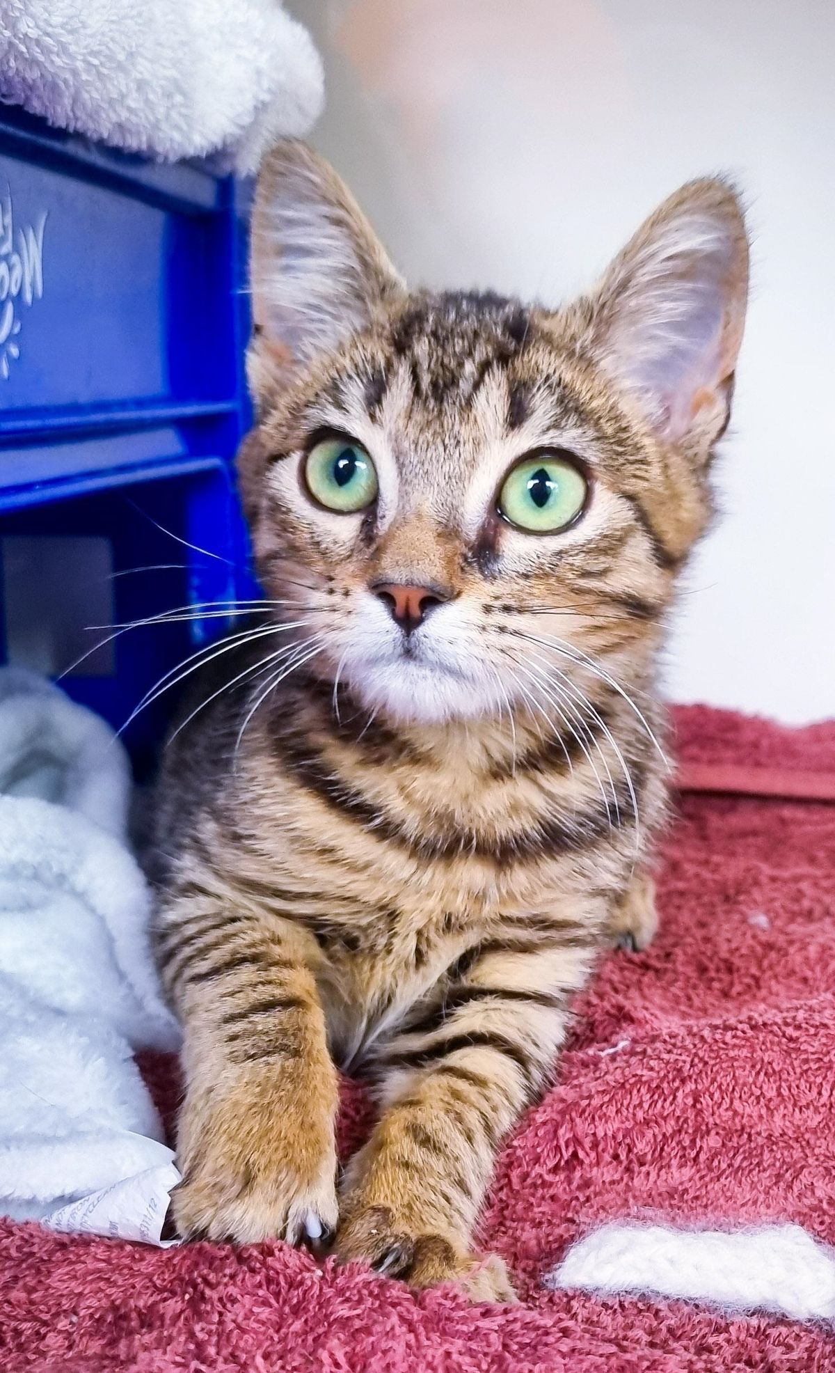 Gallery image: Alphie