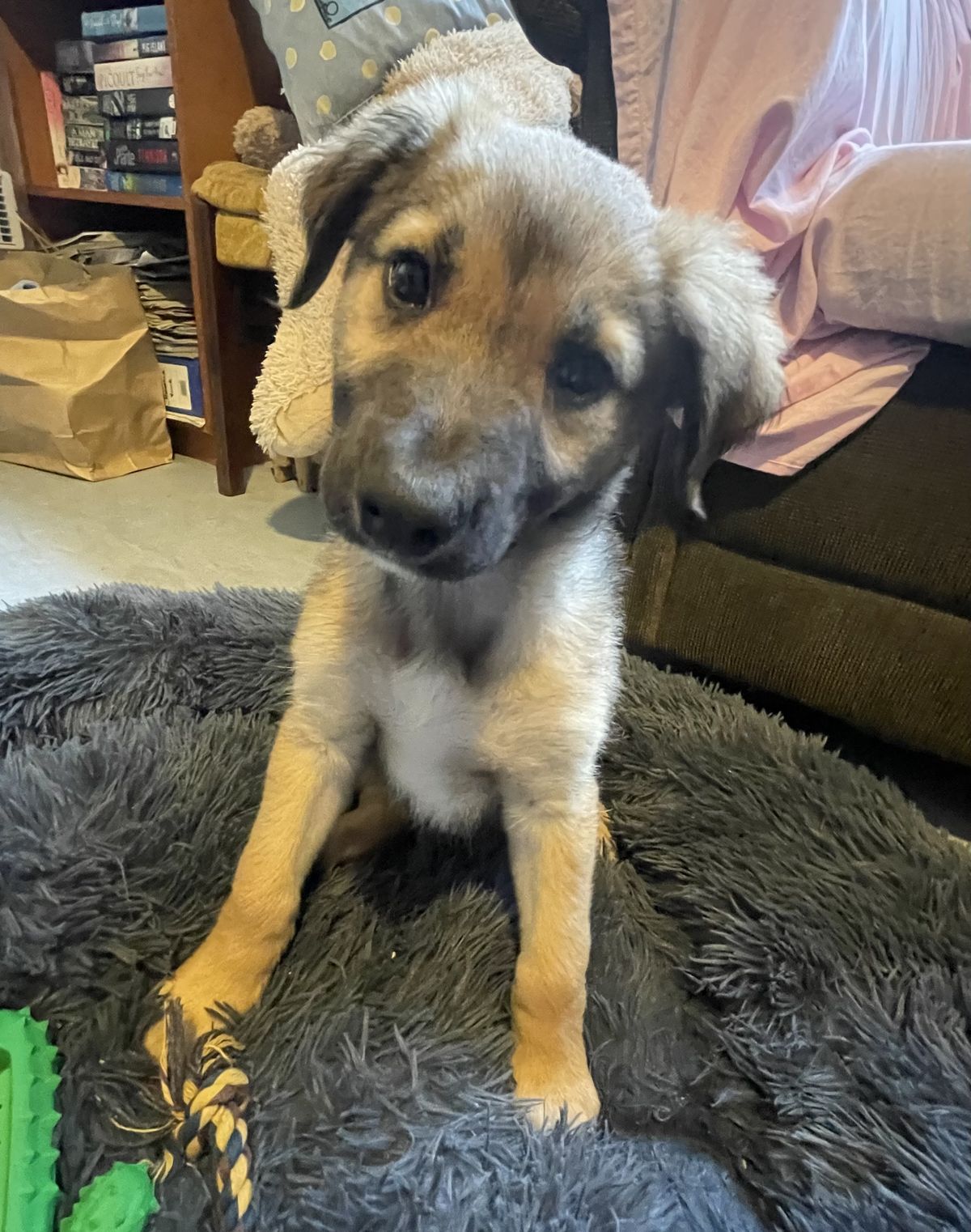 Gallery image: Basil