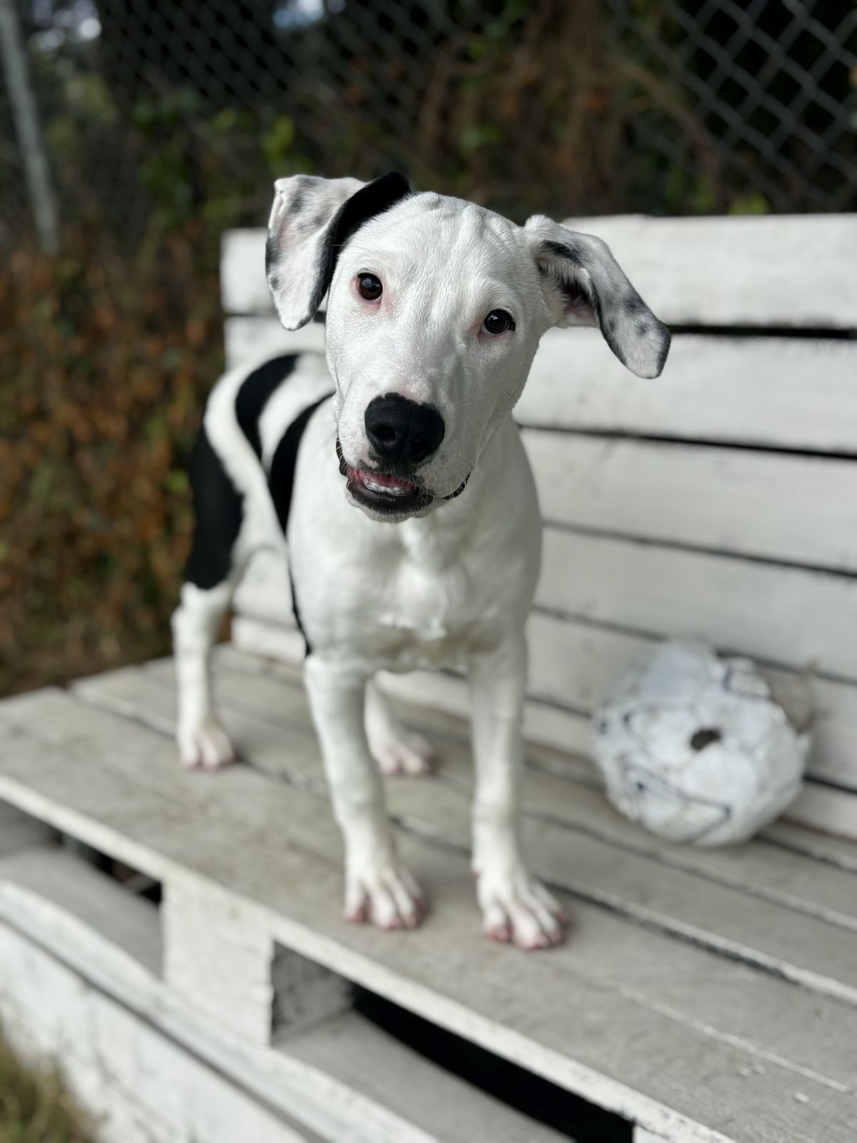 Gallery image: Cooper