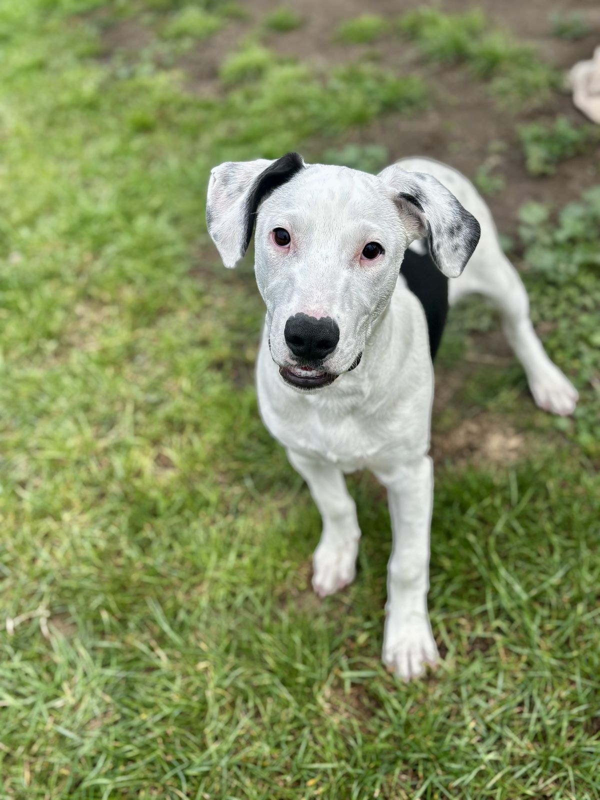 Gallery image: Cooper