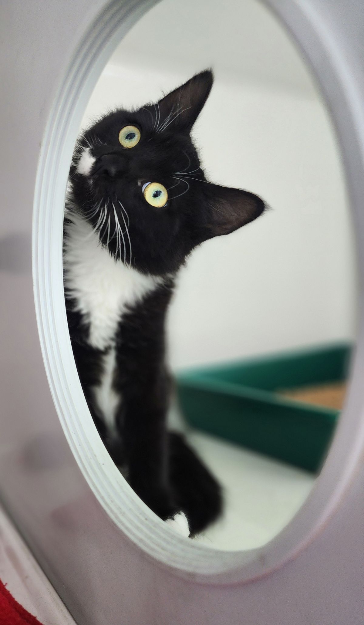 Gallery image: Bruno