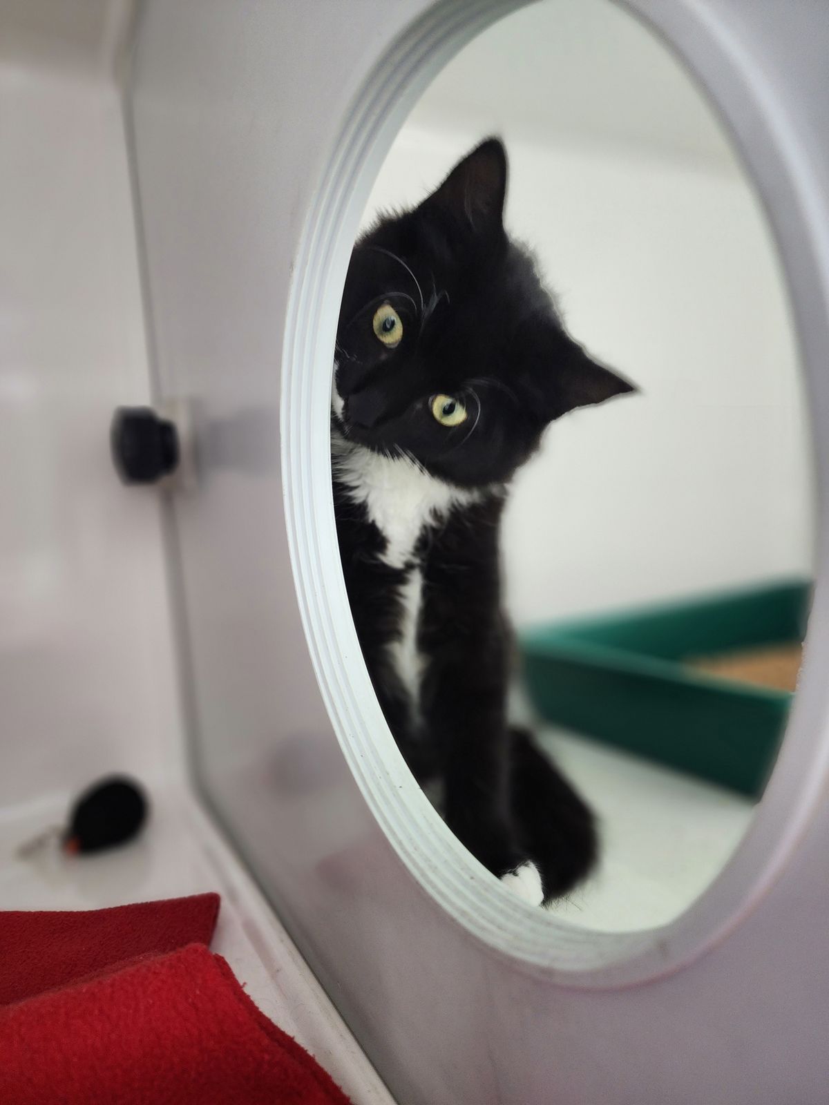 Gallery image: Bruno