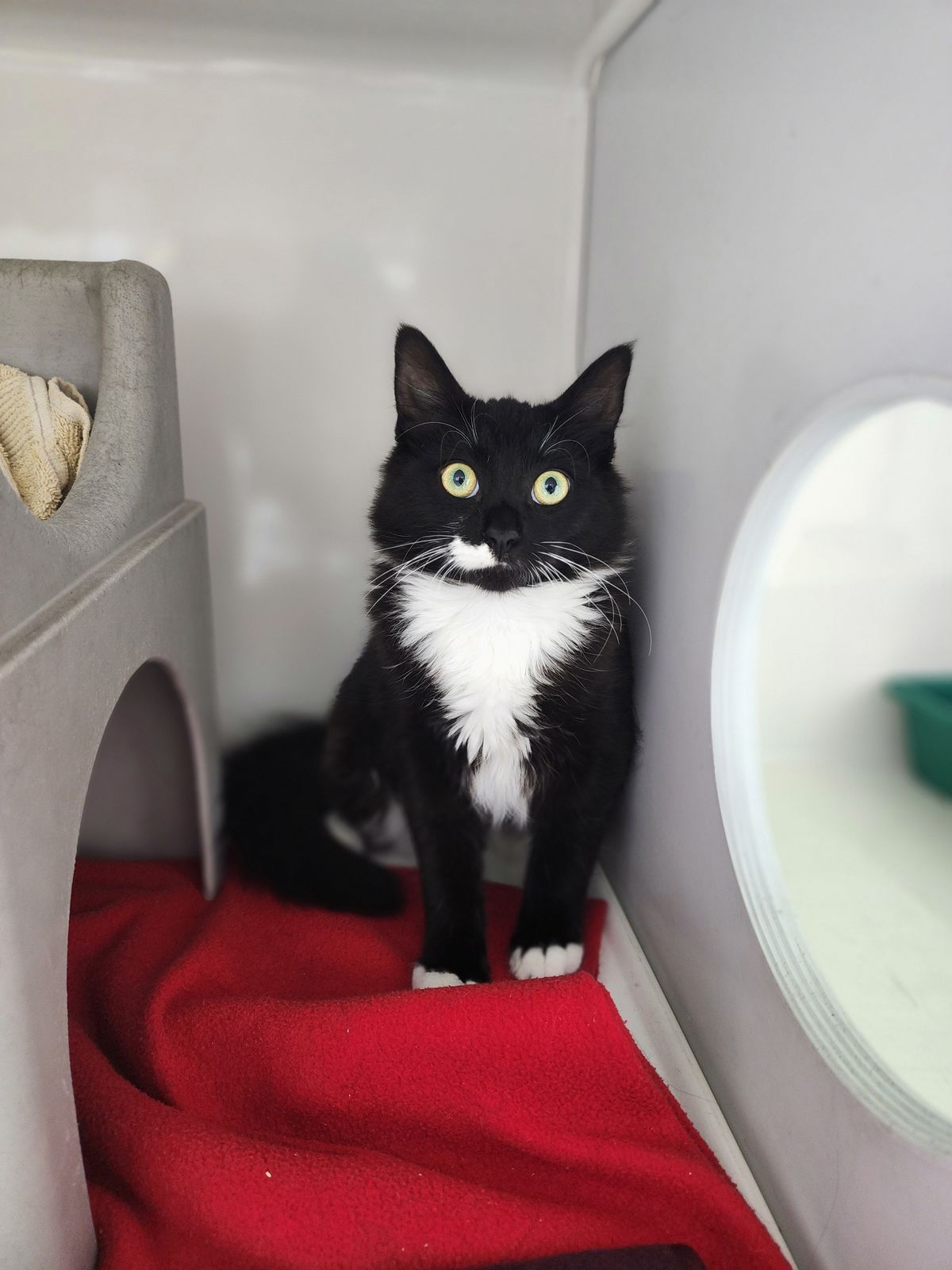 Gallery image: Bruno