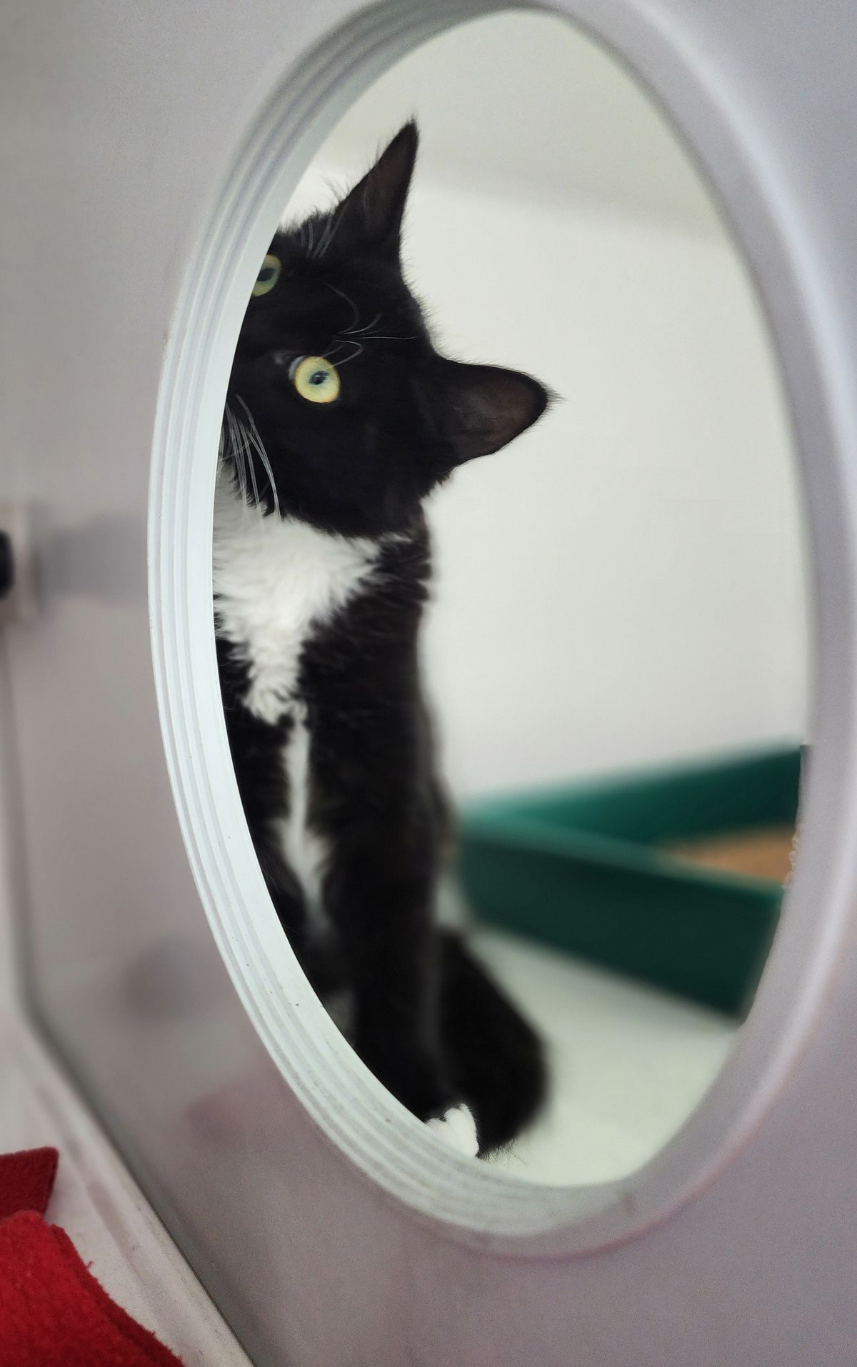 Gallery image: Bruno