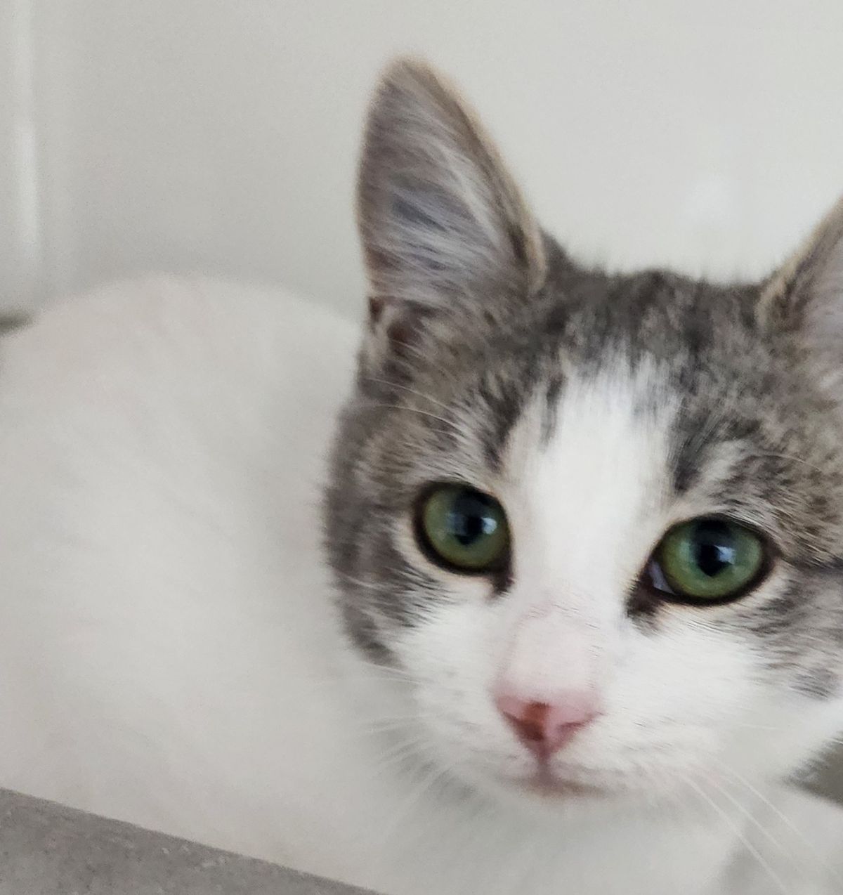 Gallery image: Indigo