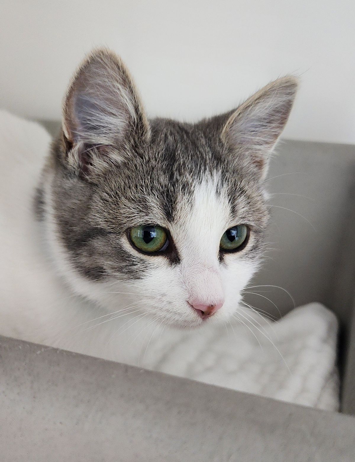 Gallery image: Indigo