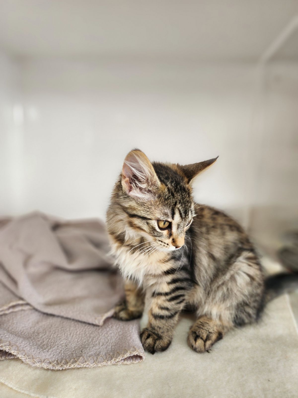 Gallery image: Amelie