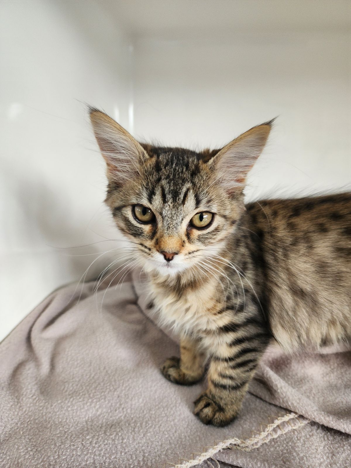 Gallery image: Amelie