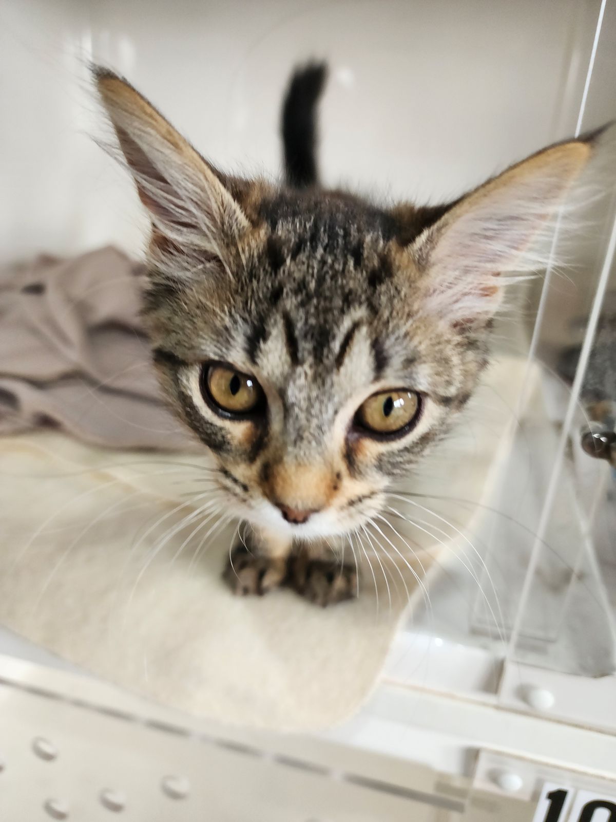 Gallery image: Amelie