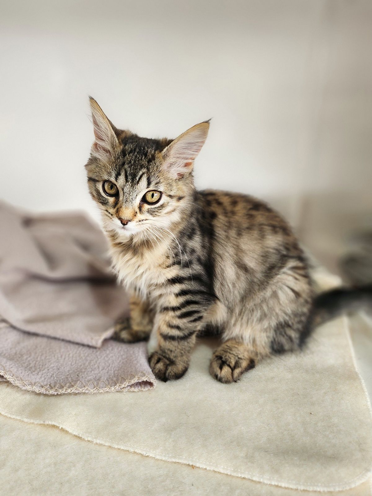 Gallery image: Amelie