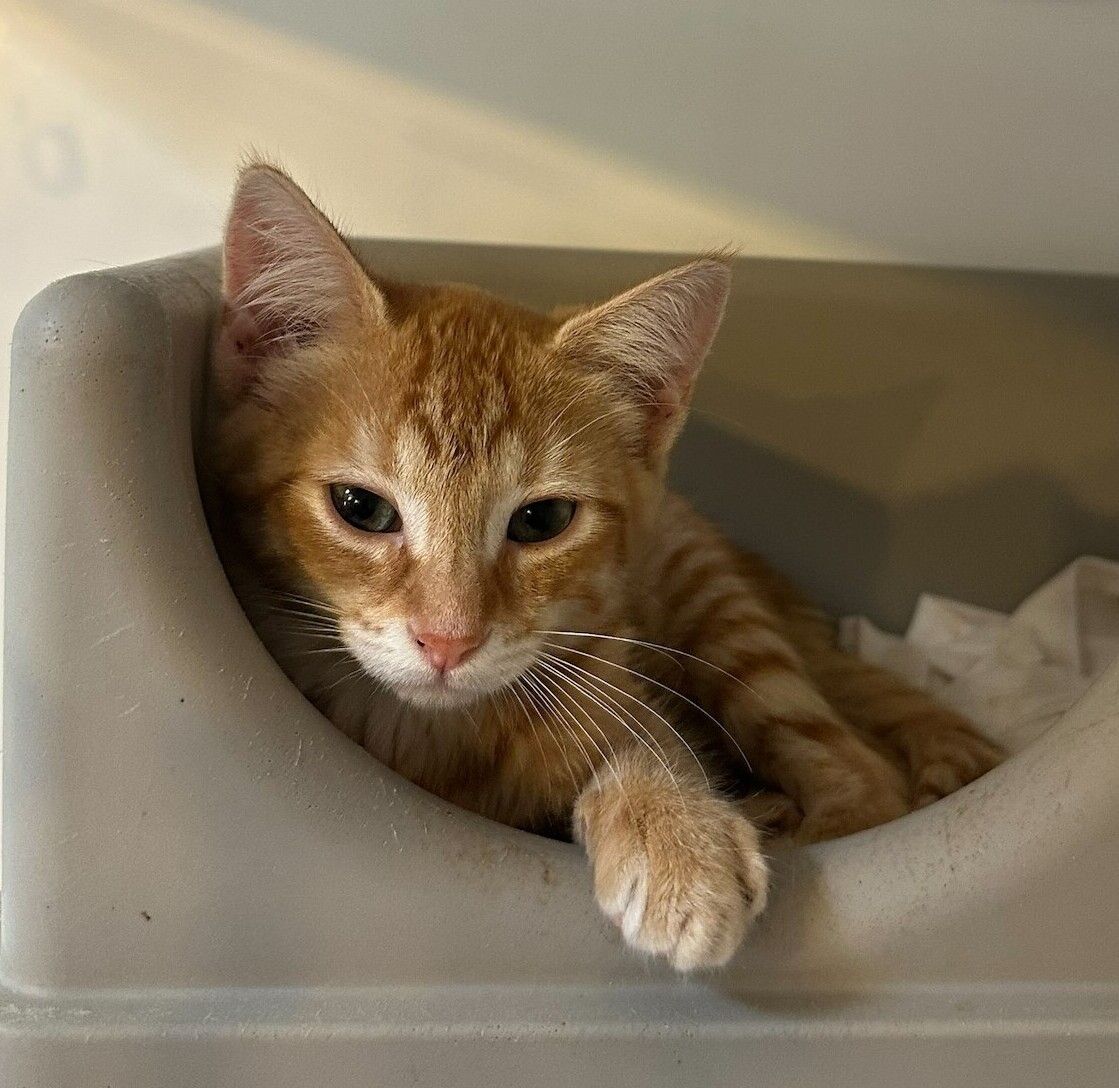 Gallery image: Nugget