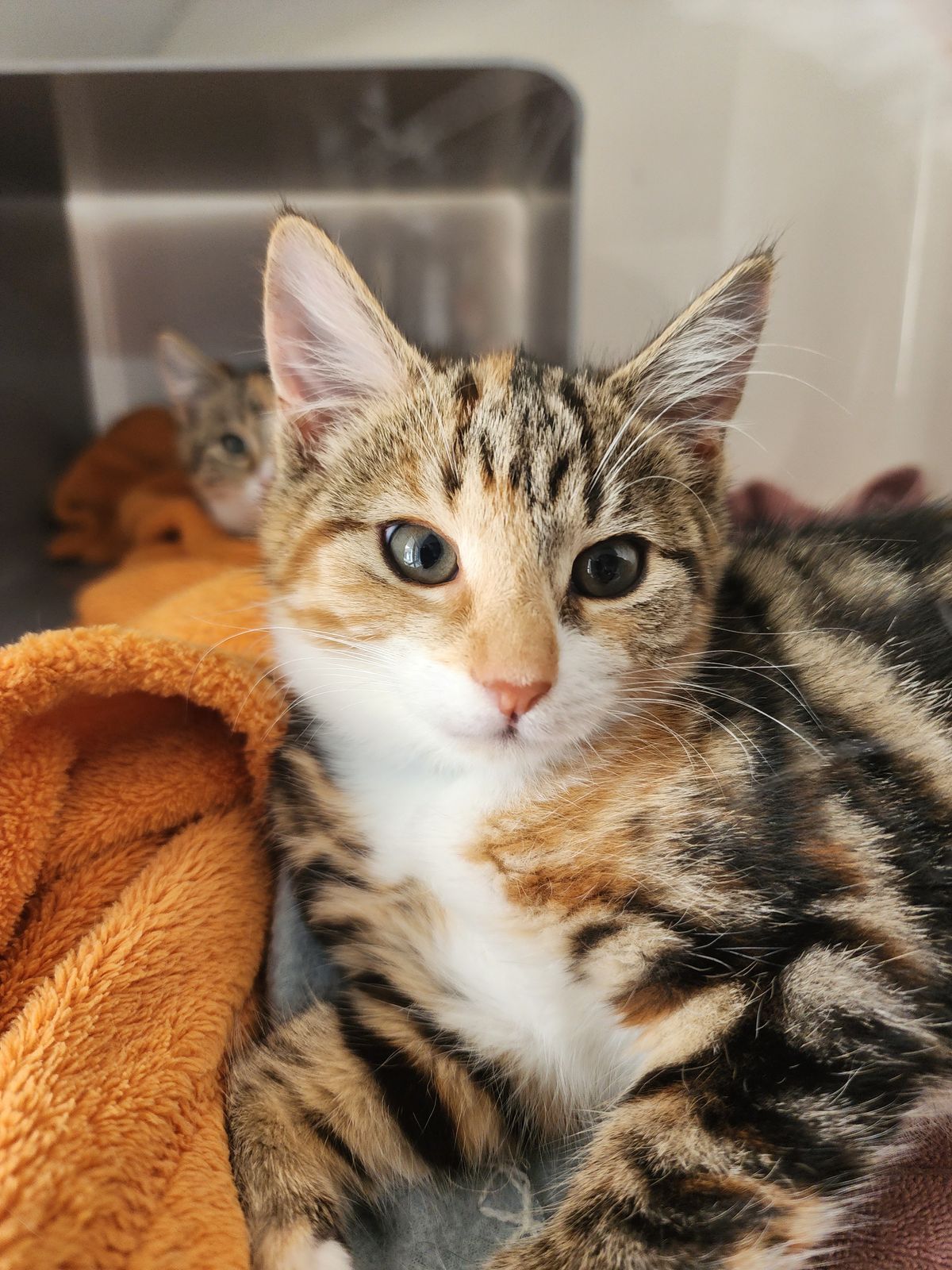 Gallery image: Hazel