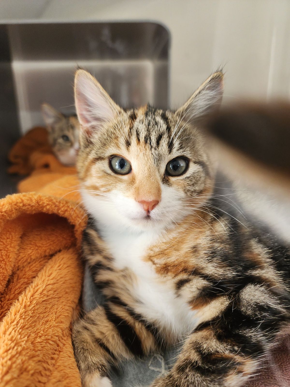 Gallery image: Hazel