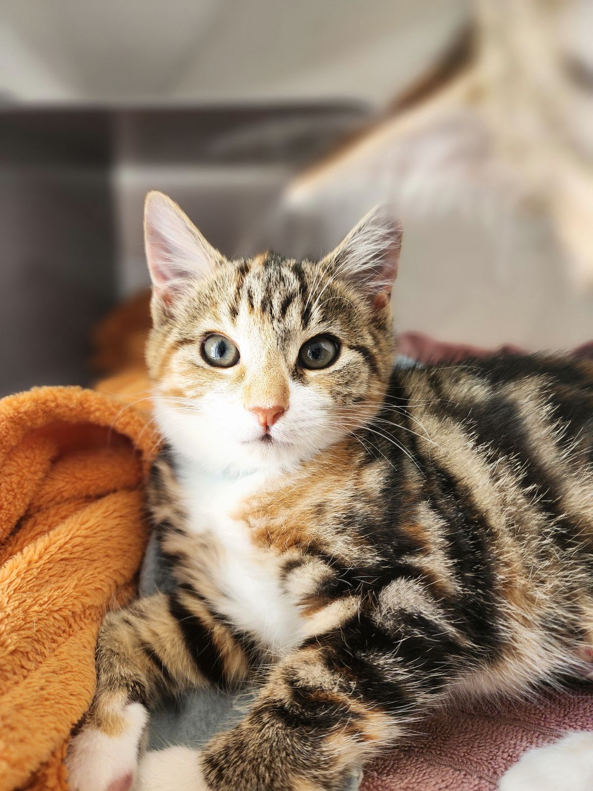 Gallery image: Hazel