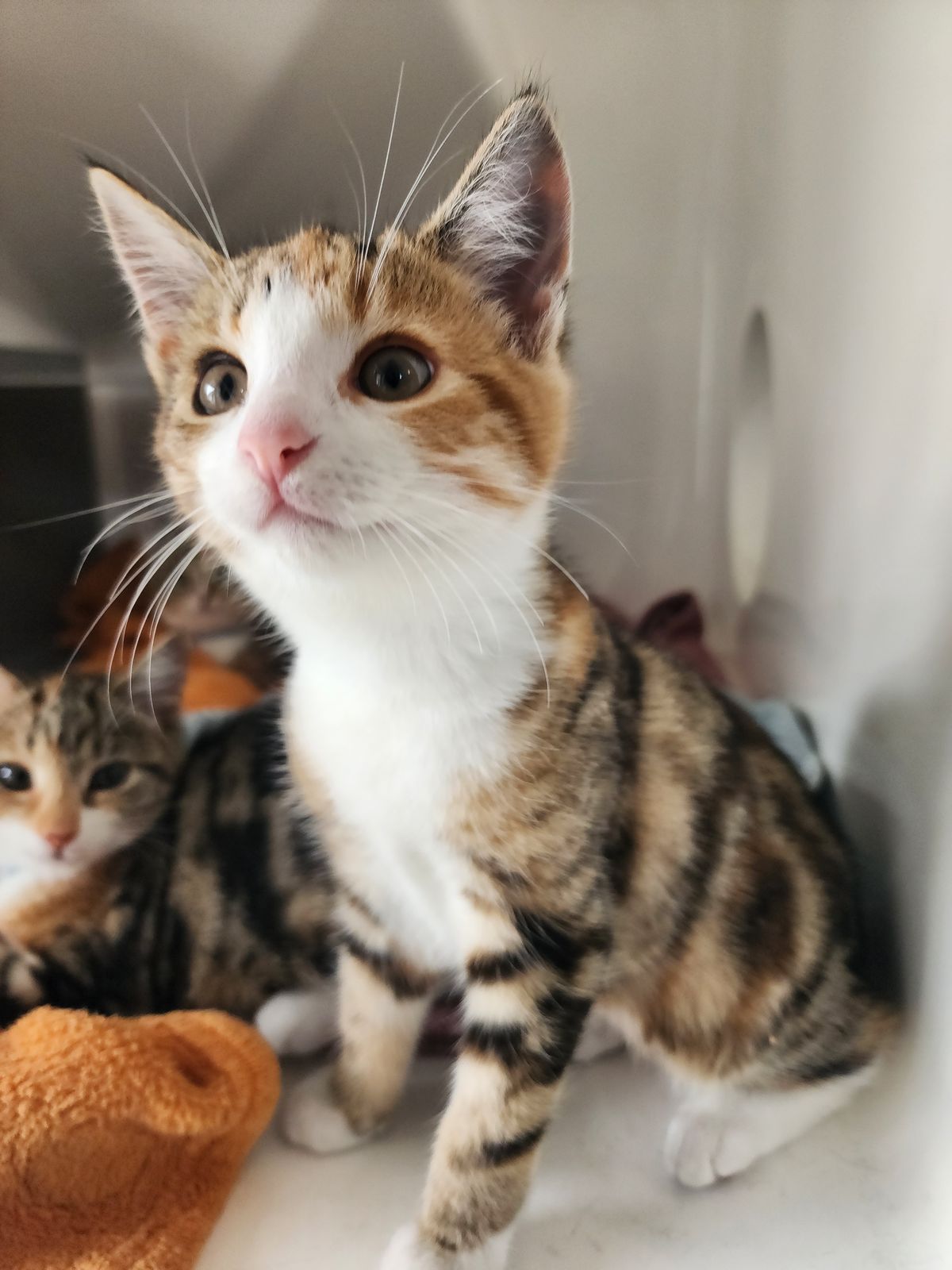 Gallery image: Willow