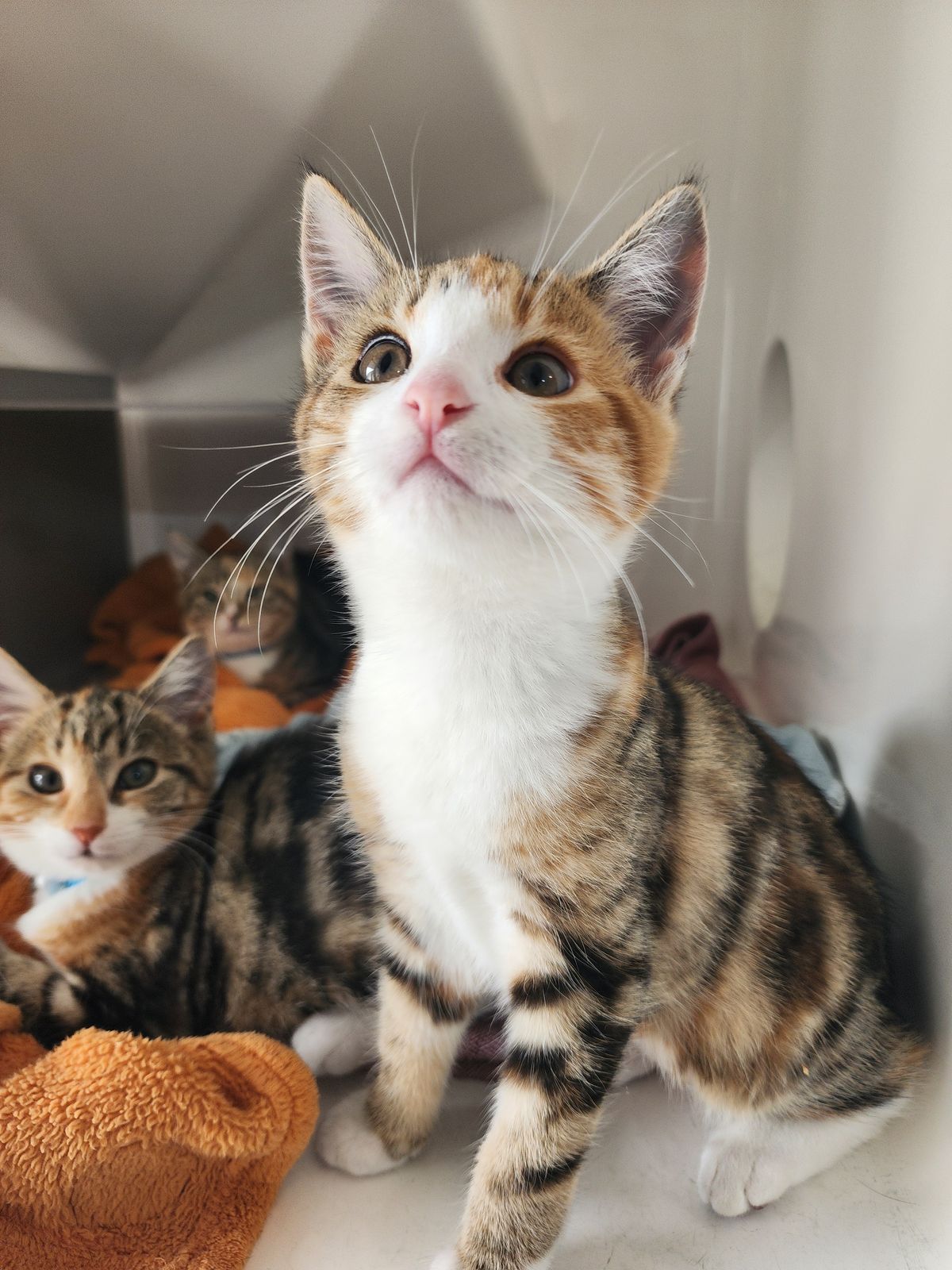 Gallery image: Willow