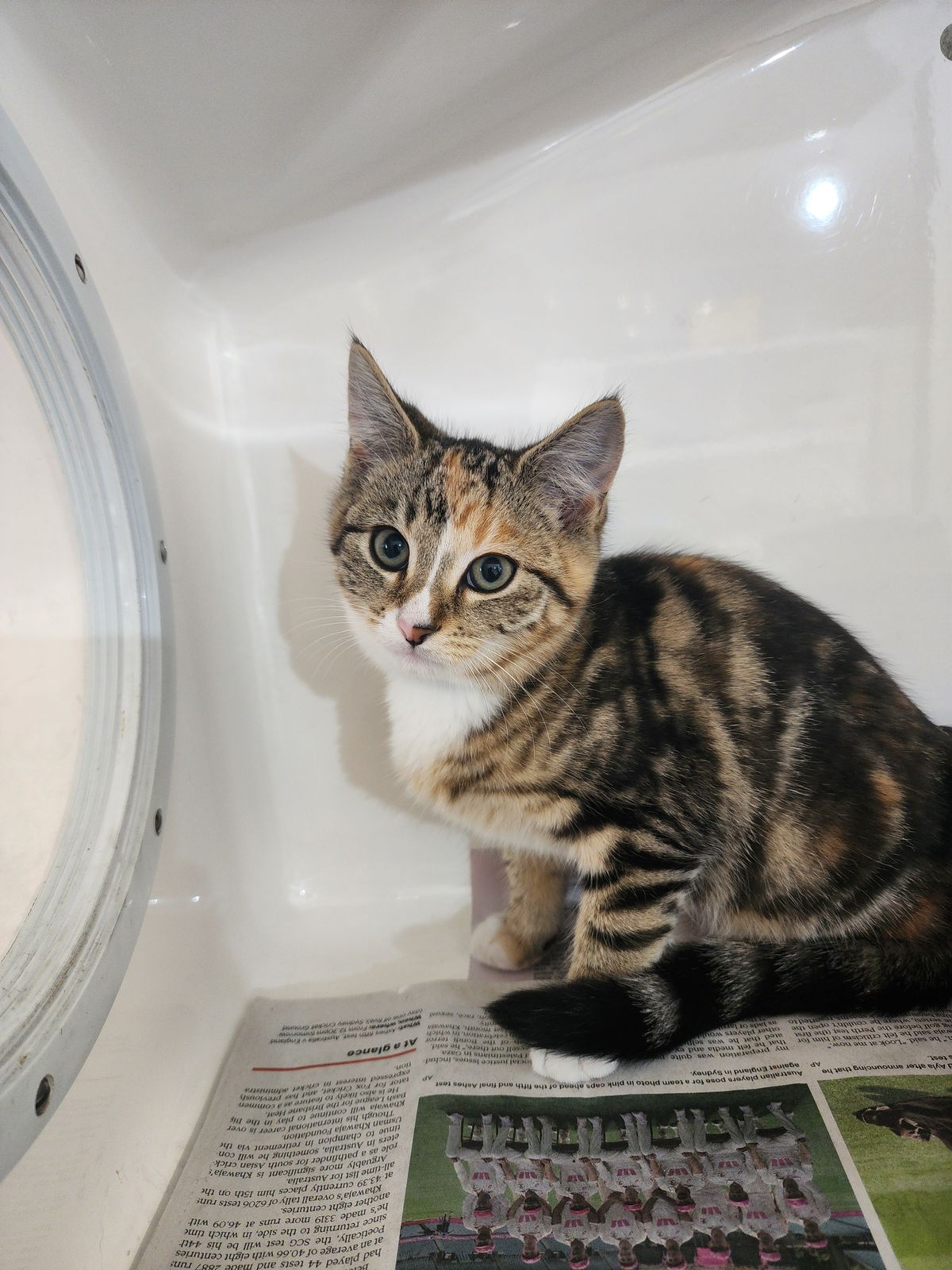 Gallery image: Violet