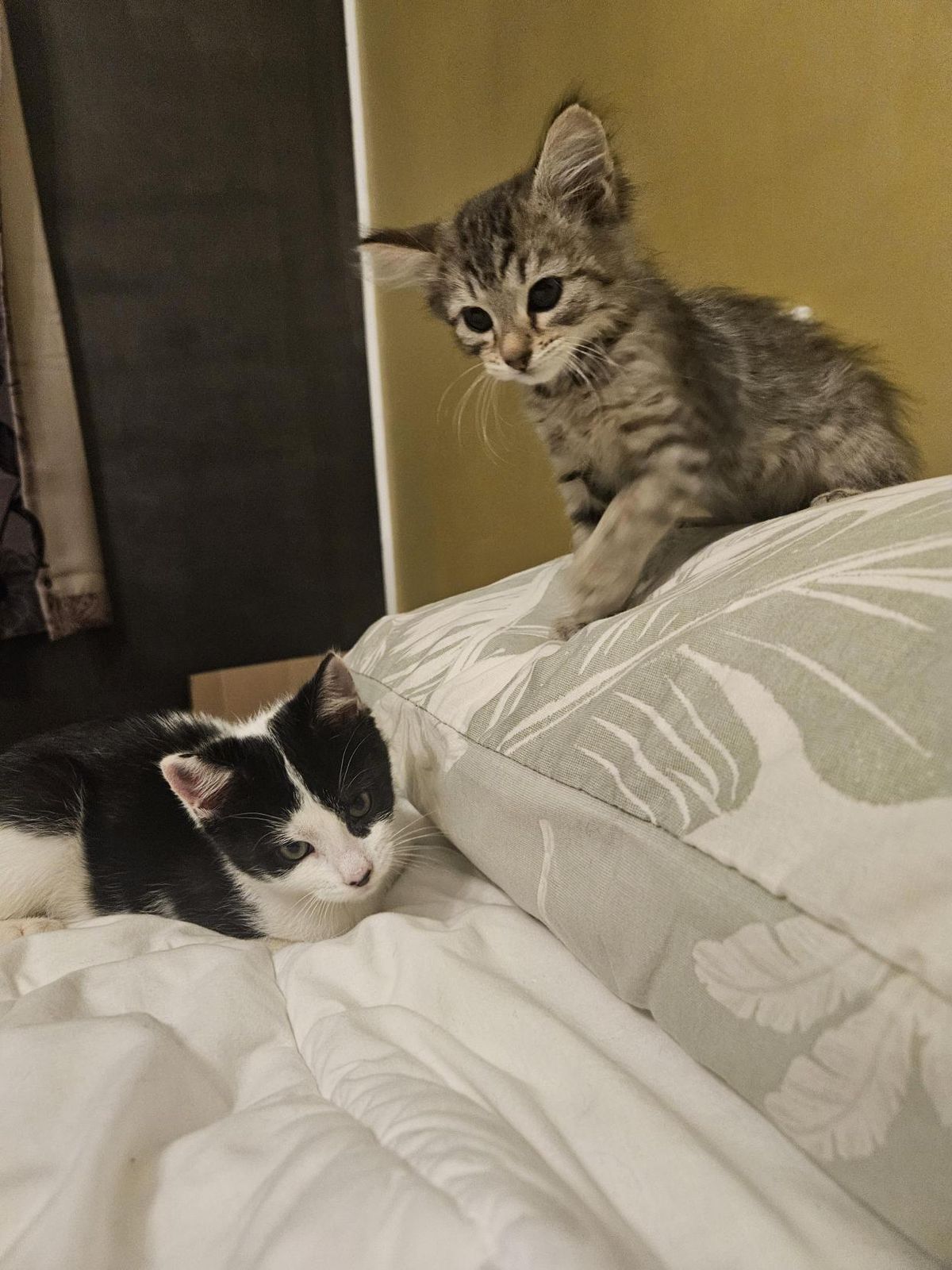 Gallery image: Bessie