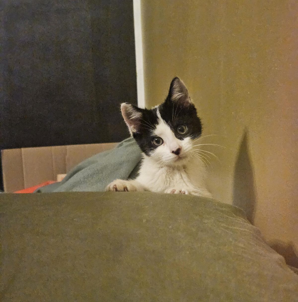 Gallery image: Bessie