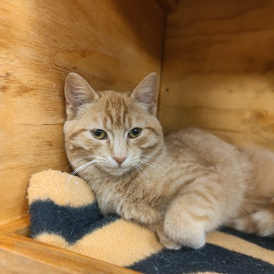 Demi - Domestic Short Hair