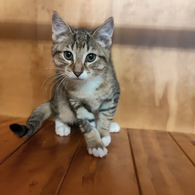 Sushi - Domestic Short Hair