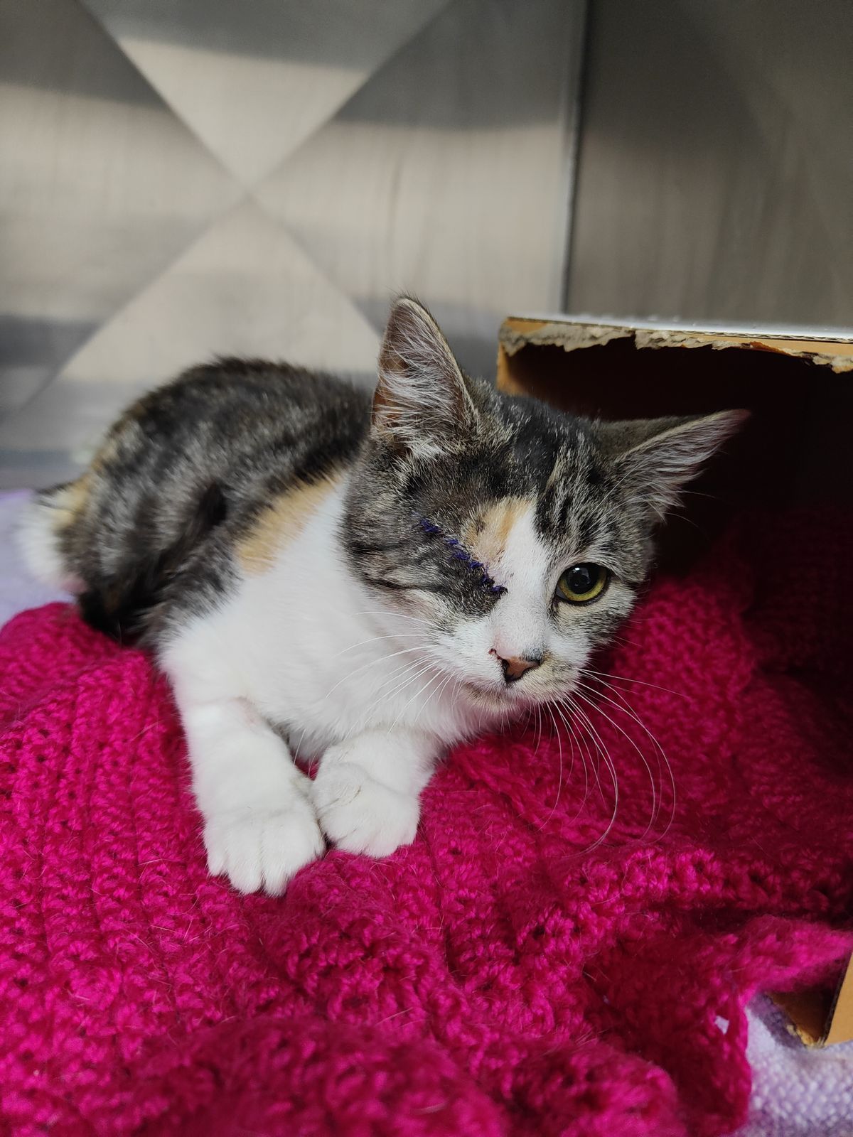 Gallery image: Chloe