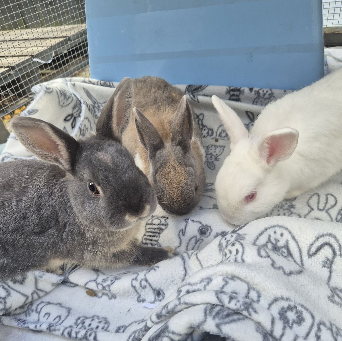 Gallery image: MacAroni