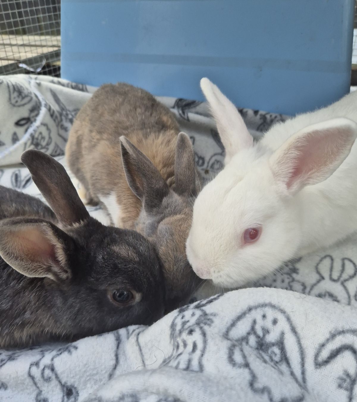 Gallery image: Penne