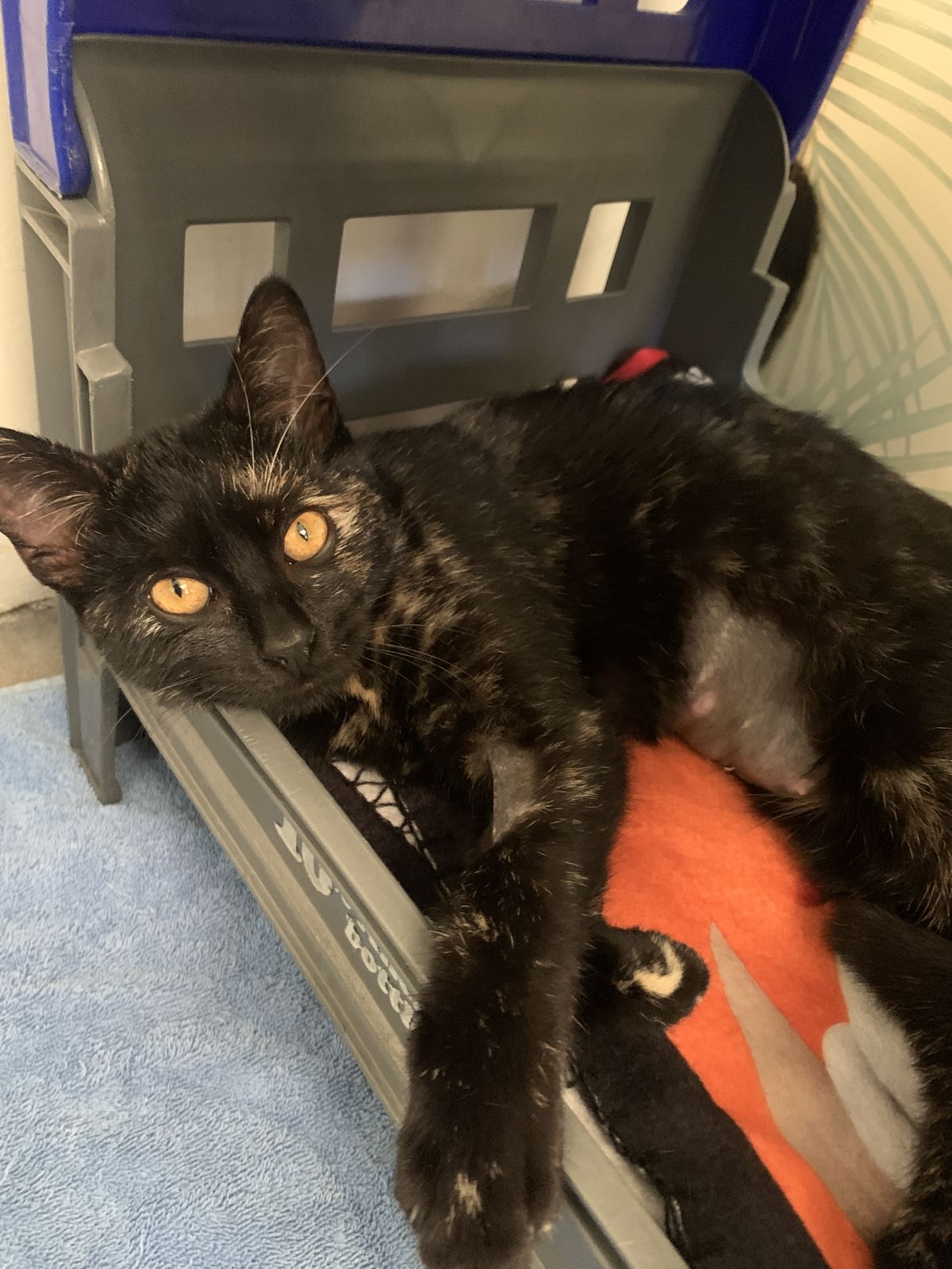 Gallery image: Zelda