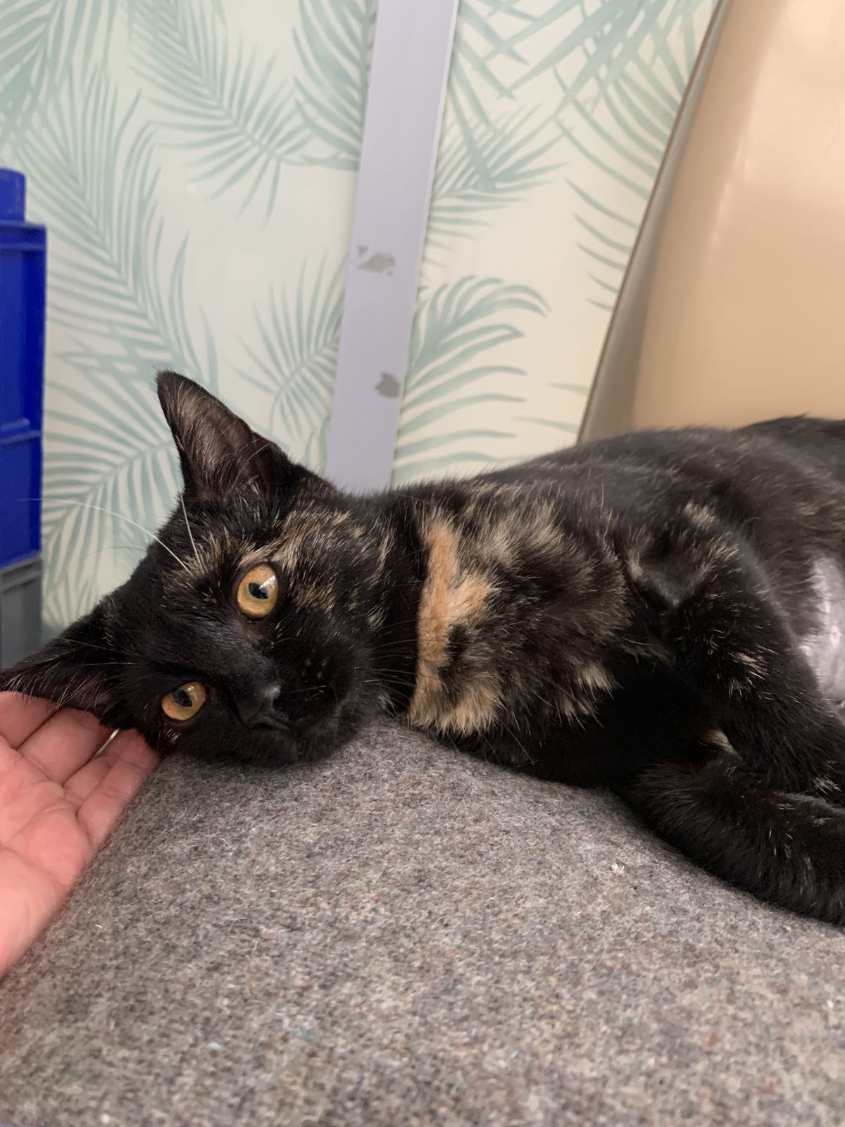 Gallery image: Zelda